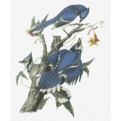 Blue Jay - John James Audubon