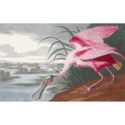 Roseate Spoonbill  - John James Audubon