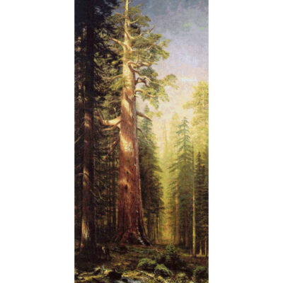 The Great Trees, Mariposa Grove,  California - Albert Bierstadt