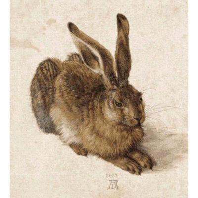 A Young Hare - Albrecht Durer