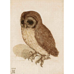 The Little Owl - Albrecht Durer