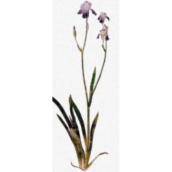 Iris - Albrecht Durer
