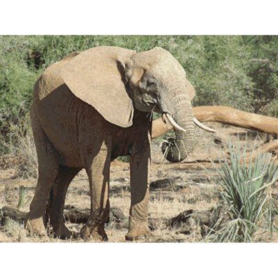 African Elephant