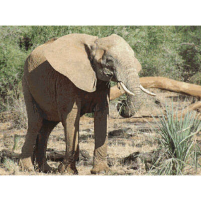 African Elephant (smaller)