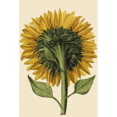 Sunflower Seen from the Back - Daniel  Froeschl