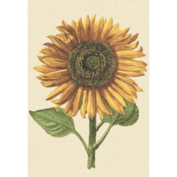 Sunflower - Daniel Froeschl