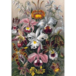 Orchids - Ernst Haeckel