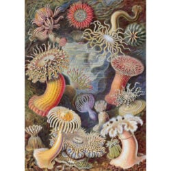 Sea Anemones - Ernst Haeckel