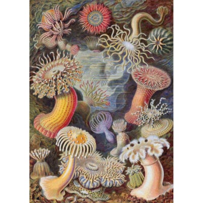 Sea Anemones - Ernst Haeckel