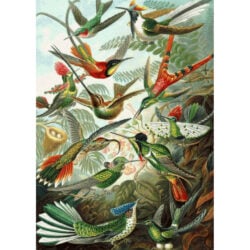 Hummingbirds - Ernst Haeckel