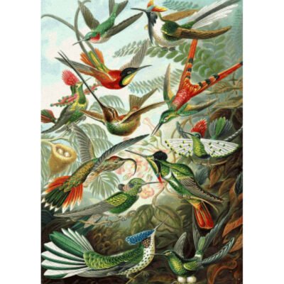 Hummingbirds - Ernst Haeckel