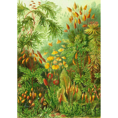 Mosses - Ernst Haeckel