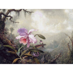 Heliodore's Woodstar and a Pink Orchid -  Martin Johnson Heade