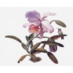 Heliodore's Woodstar and a Pink Orchid  (detail) - Martin Johnson Heade