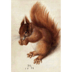 Red Squirrel - Hans Hoffmann