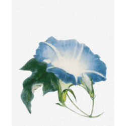 Ipomoea - John La Farge