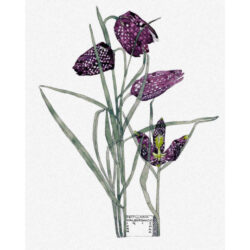 Fritillaria - Charles Rennie Mackintosh