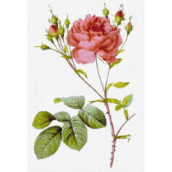 Rosa centifolia Anglica rubra -  Pierre-Joseph Redoute