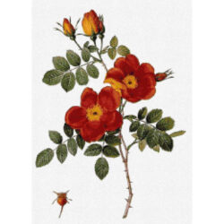 Rosa Eglanteria var punicea -  Pierre-Joseph Redoute