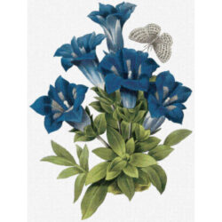 Gentiana acaulis - Pierre-Joseph Redoute