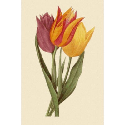 Tulipa Gesneriana - Pierre-Joseph  Redoute