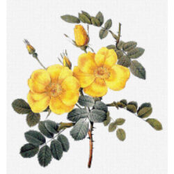 Rosa eglanteria - Pierre-Joseph Redoute