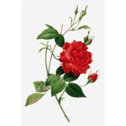 Rosa Indica Cruenta - Pierre-Joseph  Redoute