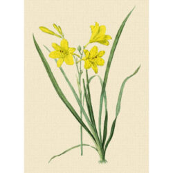 Hemerocallis Flava - Pierre-Joseph  Redoute