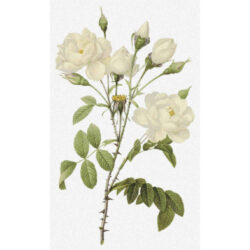 Rosa Campanulata alba - Pierre-Joseph  Redoute