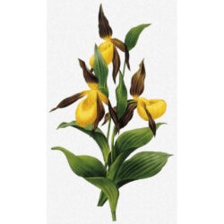 Cypripedium sp. - Pierre-Joseph Redoute
