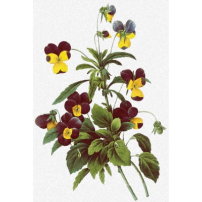 Viola tricolor - Pierre-Joseph Redoute