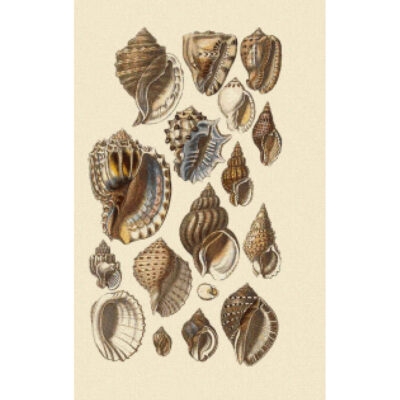 Tropical Harp and Conch Shells - George  Brettingham Sowerby