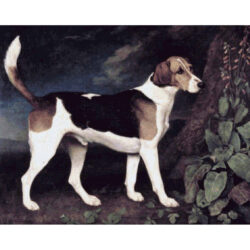 Ringwood, a Brocklesby Foxhound - George  Stubbs