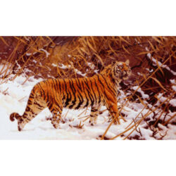 Siberian Tiger in a Snowy Landscape -  Hugo Ungewitter