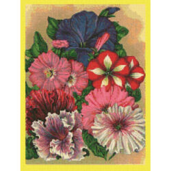 Mixed Petunias