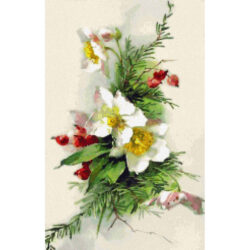 Christmas Rose