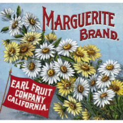 Marguerite Brand