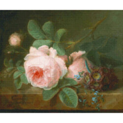 Cabbage Rose - Cornelis Van Spaendonck