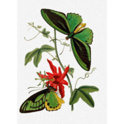 Papilio poseidon - J. O. Westwood