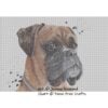 Boxer Dog