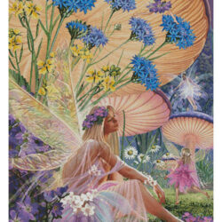 Fairy Ring Daydreaming (Steve Read)