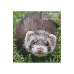 Ferret (Delecrouix - Image Vortex)