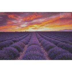 Field of Lavender at Sunrise (Tom Mackie)