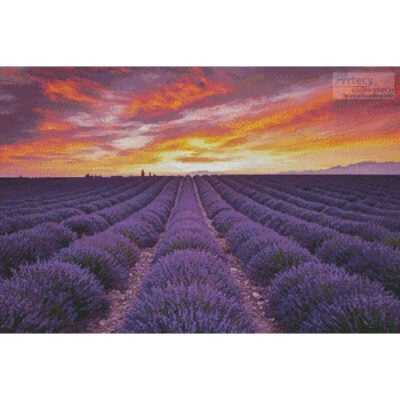 Field of Lavender at Sunrise (Tom Mackie)