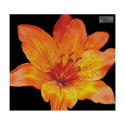 Fire Lily Photo (Swallowtail Garden)