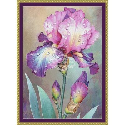 Colorful Iris (Simonetta Zambelli)