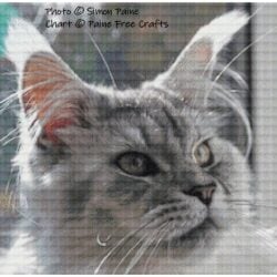 Medb (Maine Coon kitten)