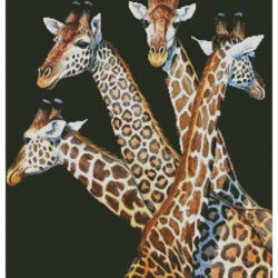 Four Giraffes (Cynthie Fisher)