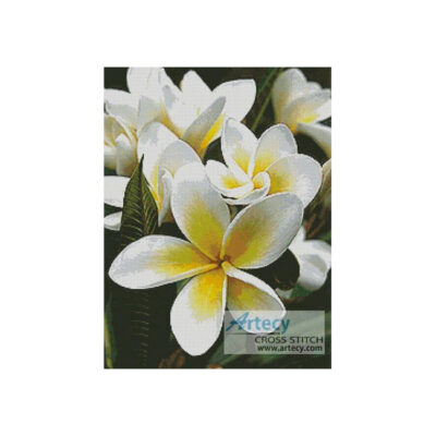 Frangipani 1 (OzPhoto)