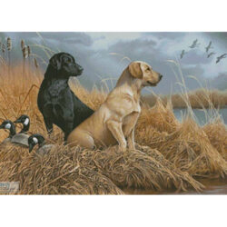 Friends in the Field (Jerry Gadamus)